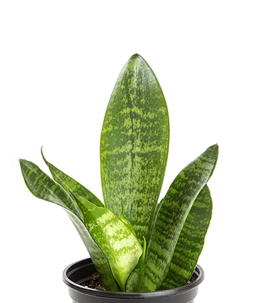 Sansevieria Futura Robusta- Snake Plant – Tharians Garden